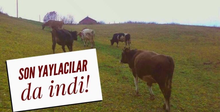 Son Yaylacılar yayladan indi