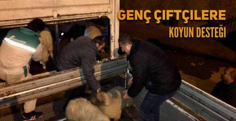 Çaykara’da genç çiftçilere koyun desteği