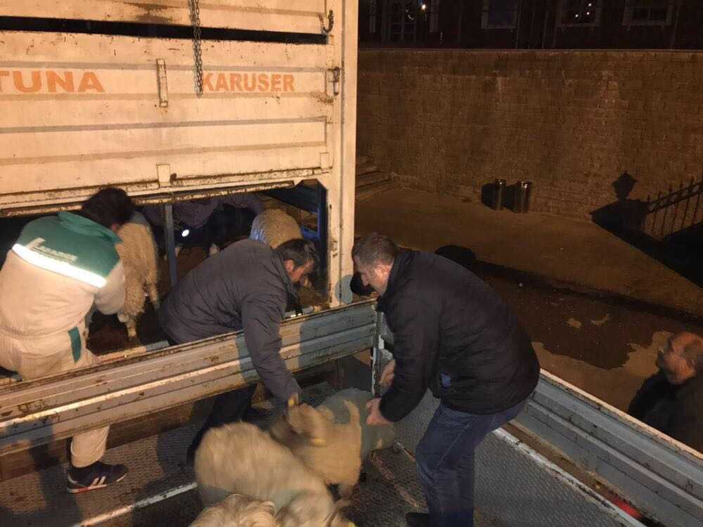 Çaykara’da genç çiftçilere koyun desteği 1