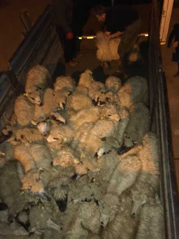 Çaykara’da genç çiftçilere koyun desteği 2