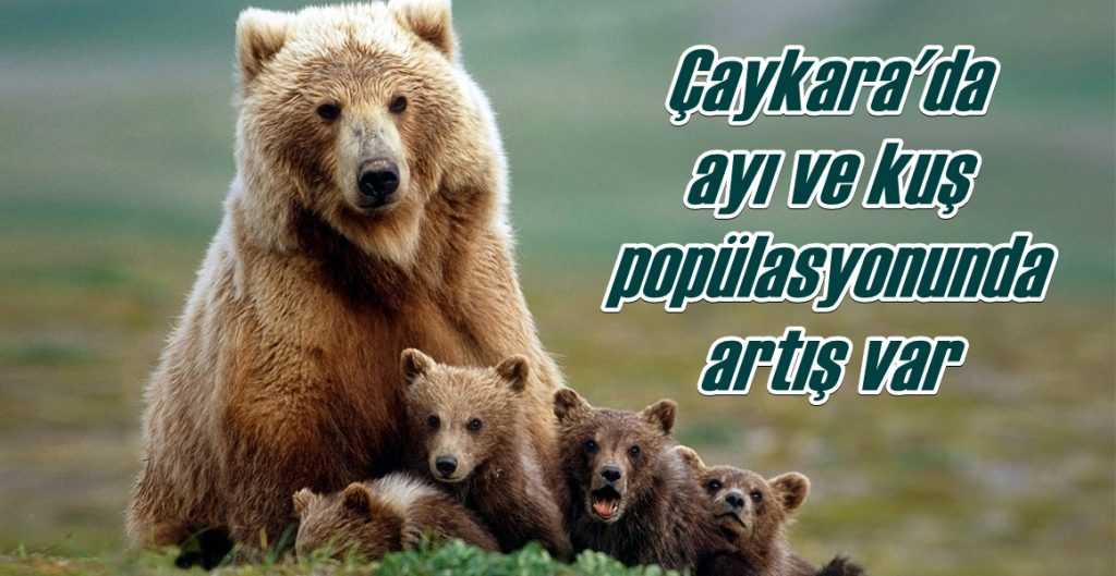 Çaykara ve bölgede kuş ve ayı sayısında artış var