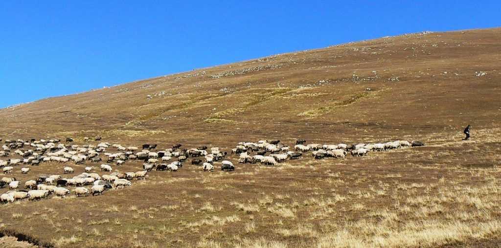 Köyüne geri dönen çiftçiye 300 koyun 1