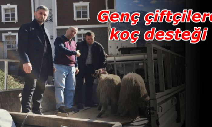 Genç çiftçilere damızlık koç desteği