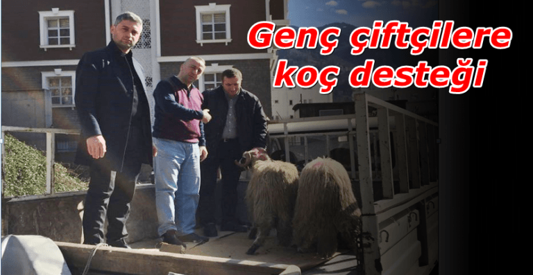 Genç çiftçilere damızlık koç desteği