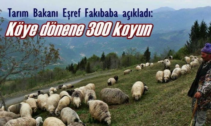 Köyüne geri dönen çiftçiye 300 koyun