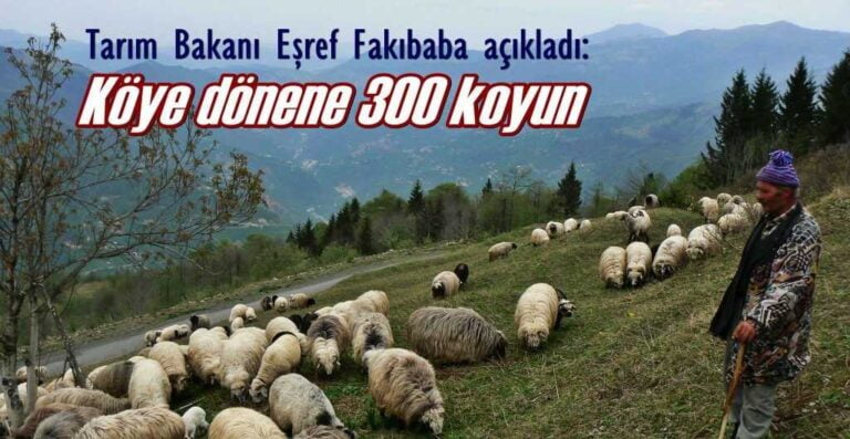 Köyüne geri dönen çiftçiye 300 koyun