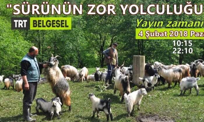 Çaykara’da çekilen Sürünün Zor Yolculuğu Belgeselinde yayın zamanı