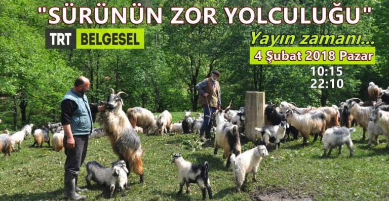 Çaykara’da çekilen Sürünün Zor Yolculuğu Belgeselinde yayın zamanı
