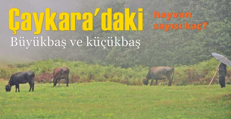 Çaykara’daki büyükbaş ve küçükbaş hayvan sayısı ne kadar?