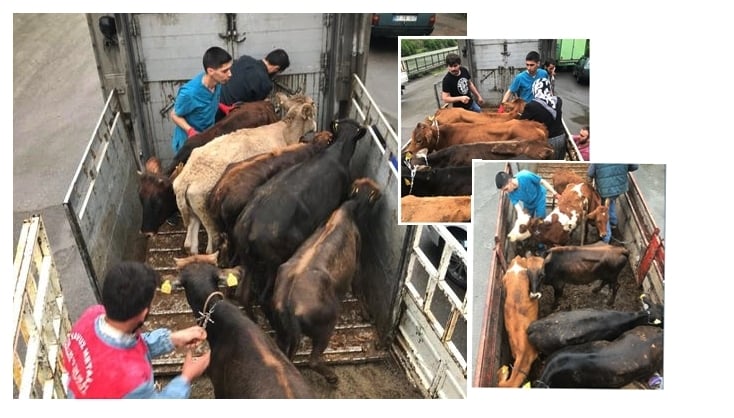 Çaykara’da genç çiftçilere 36 adet düve dağıtıldı