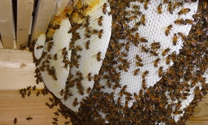 Yente Balı Değerine Değer Katıyor