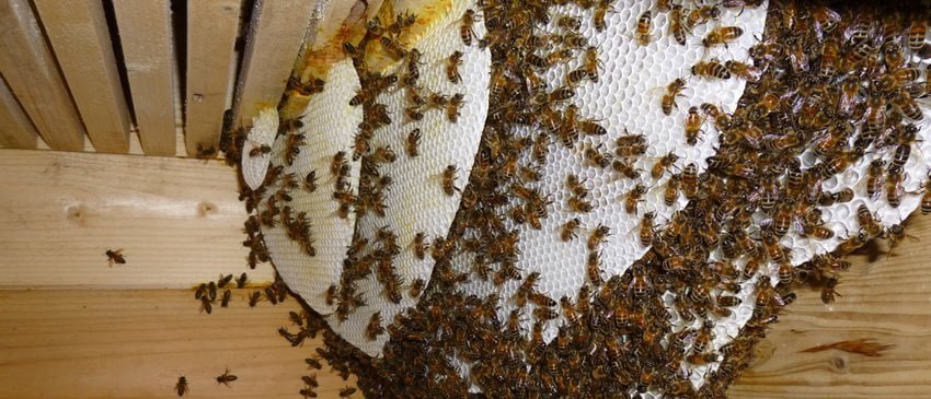 Yente Balı Değerine Değer Katıyor