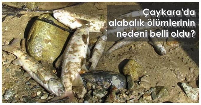 Köknar-Karaçam Vadisinde alabalıklar neden öldü?