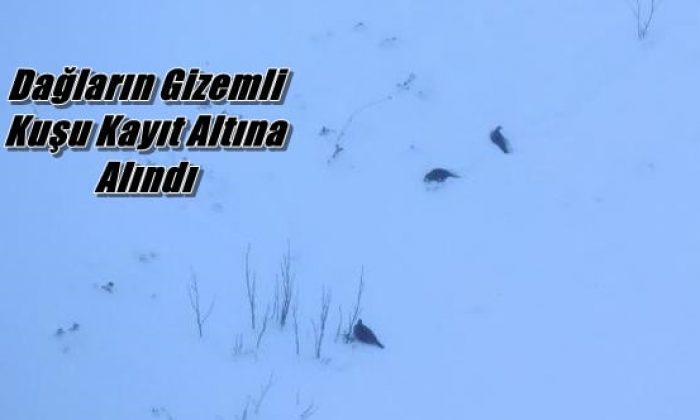 Dağ Horozları kayıt altına alındı