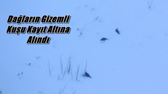 Dağ Horozları kayıt altına alındı