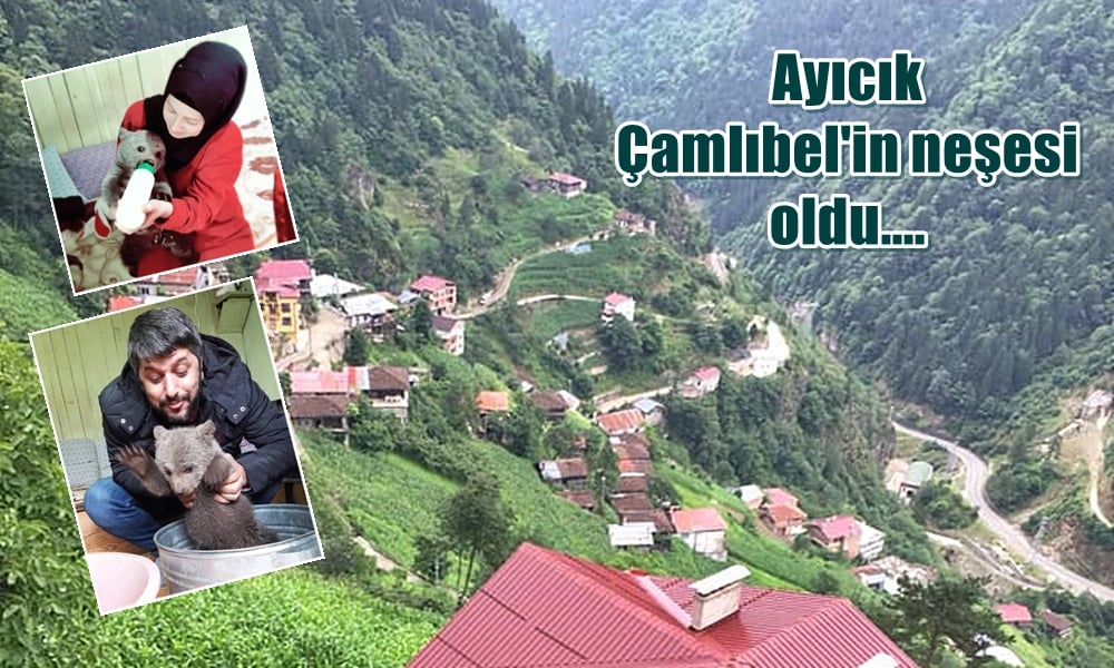 Ayı yavrusu Çamlıbel’in neşesi oldu