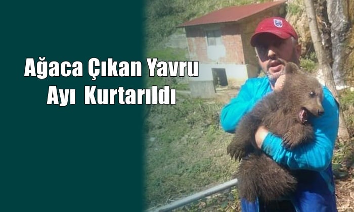 Vatandaşlardan korkup ağaca çıkan yavru ayı kurtarıldı