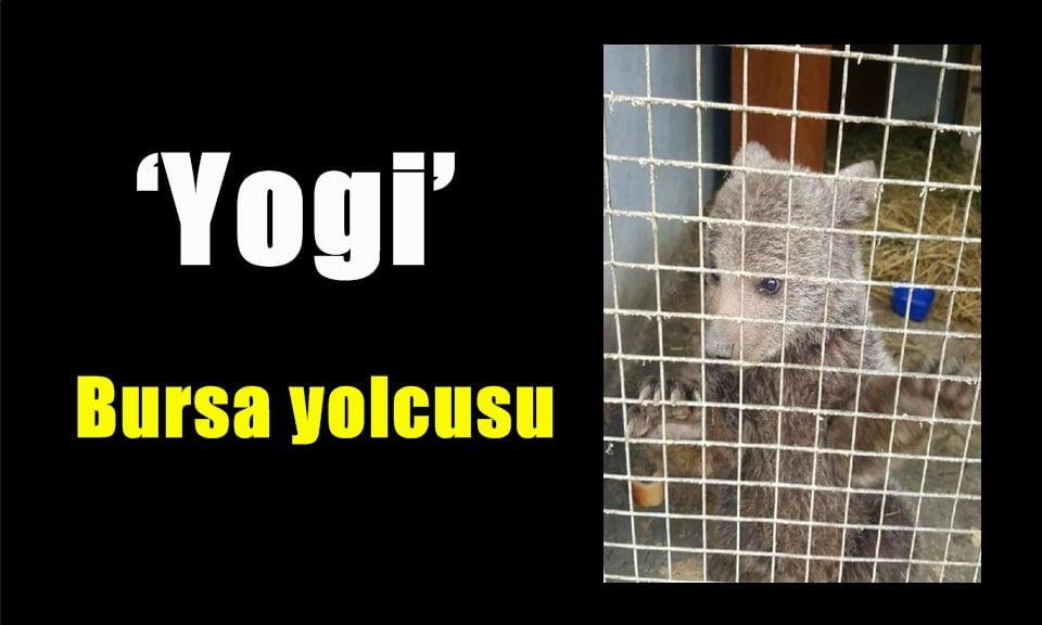 Sevimli yavru ayı ‘Yogi’ Bursa yolcusu