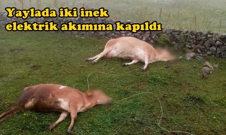 İki inek elektrik akımına kapılarak telef oldu