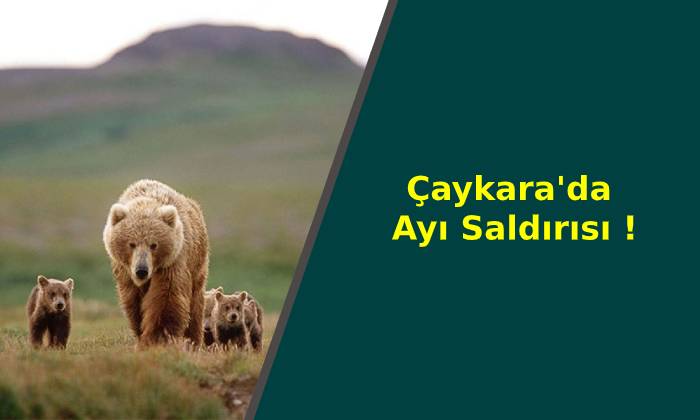 Çaykara’da Ayı Saldırısı