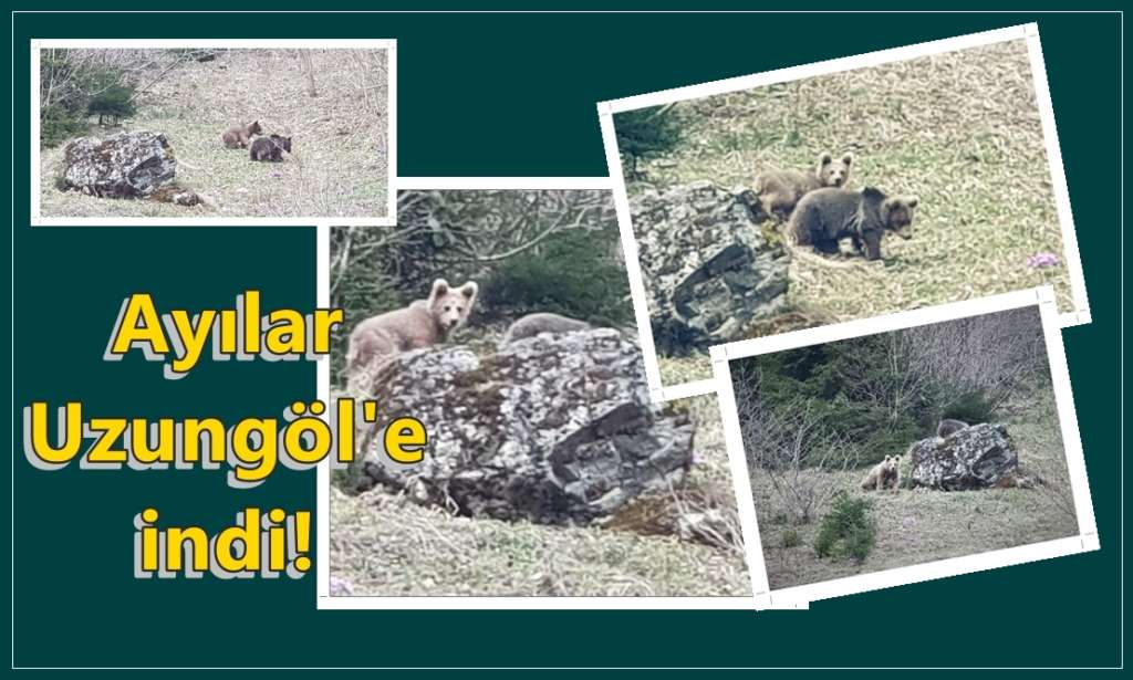 Ayılar Uzungöl’e kadar indi