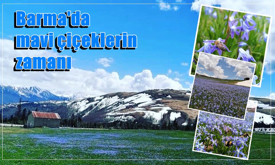 Barma Yaylası’nda mor çiçeklerin zamanı