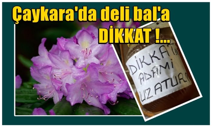Son günlerde artan bal tutmalarına dikkat?
