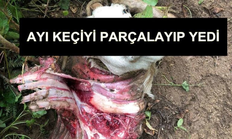 Artık Ayılar merkezdeki evlere saldırmaya başladı