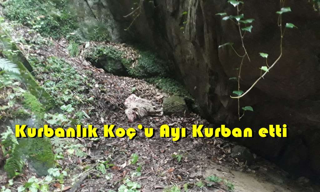 17 gündür aranan koç, parçalanmış olarak bulundu