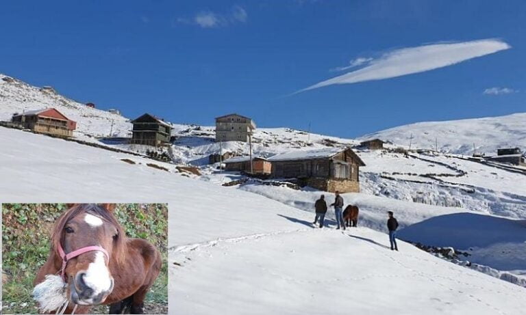Ölüme terk edilen at kurtarıldı