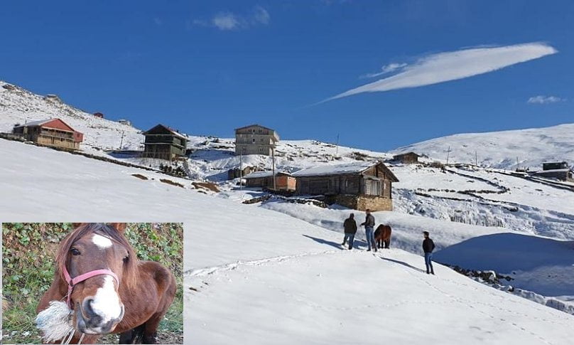 Ölüme terk edilen at kurtarıldı
