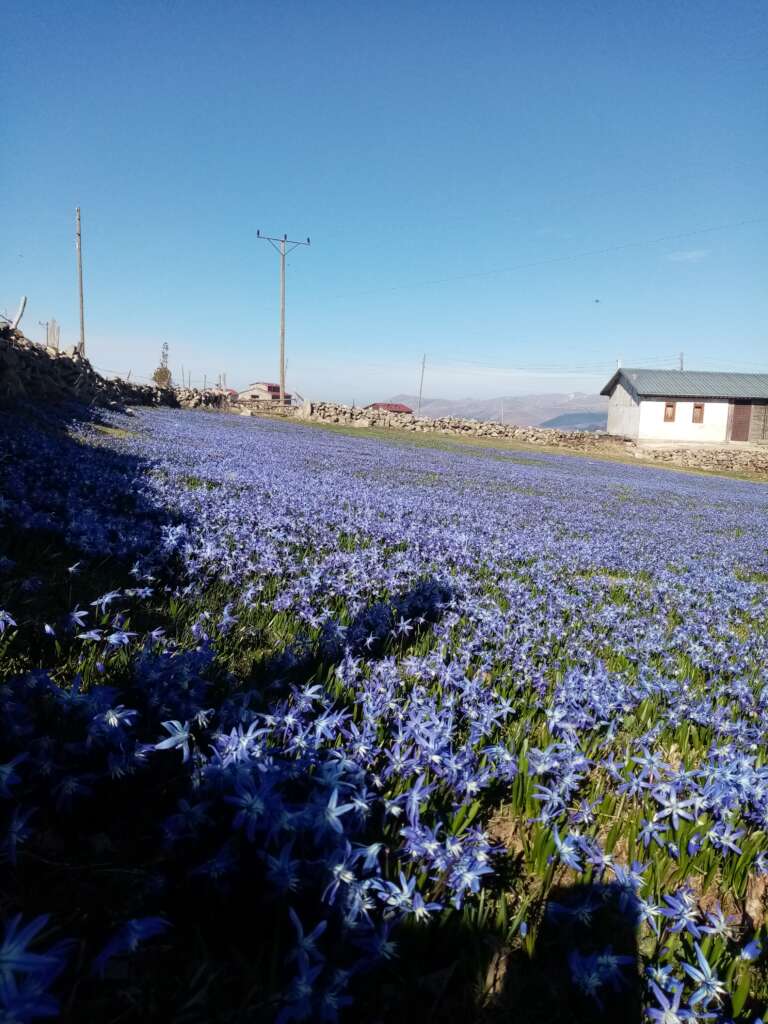 Çaykara’nın mavi çiçekleri açtı 4