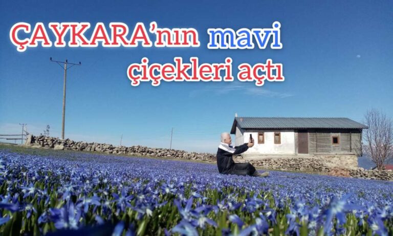 Çaykara’nın mavi çiçekleri açtı