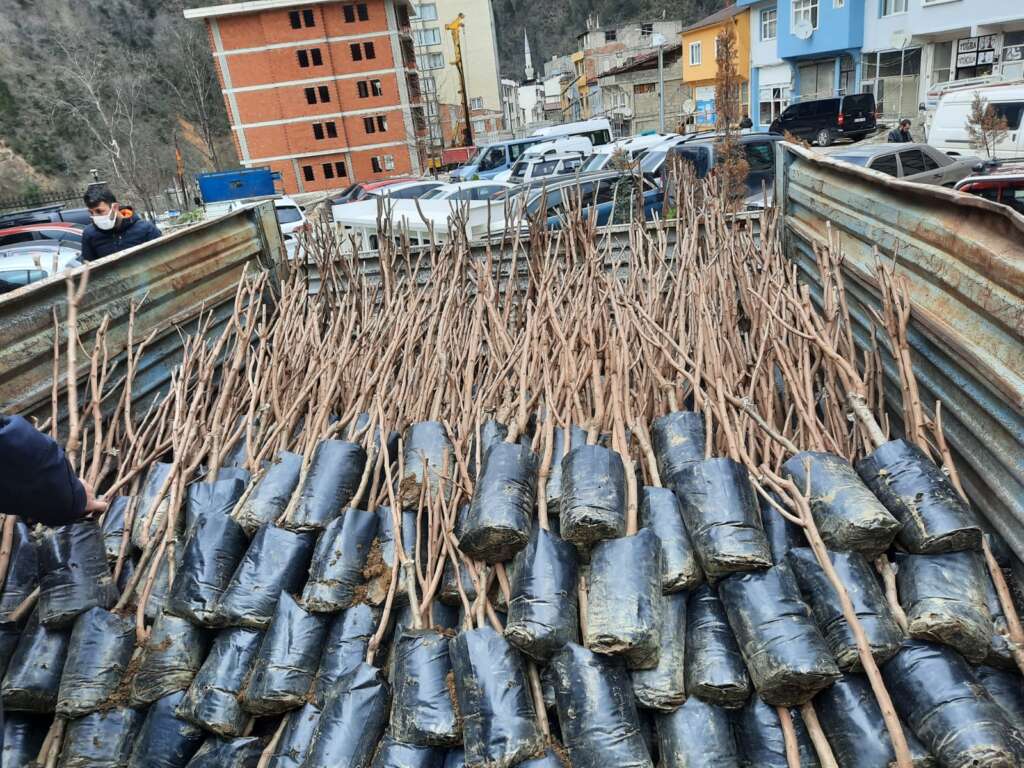 Trabzon Çaykara Dernekpazarı Derneği 1300 fidan dağıttı 4