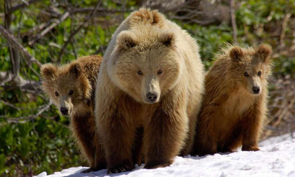 Doğu Karadeniz’de ayı sorununa ilginç çözüm!