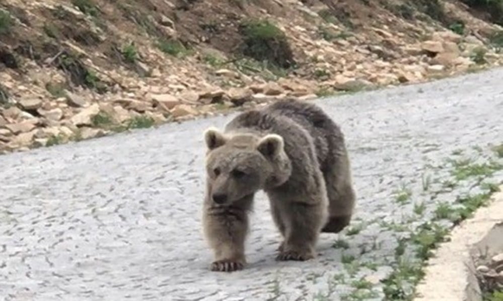 Çaykara’da gündüz vakti araç yoluna inen yavru Ayı şaşkınlık yarattı