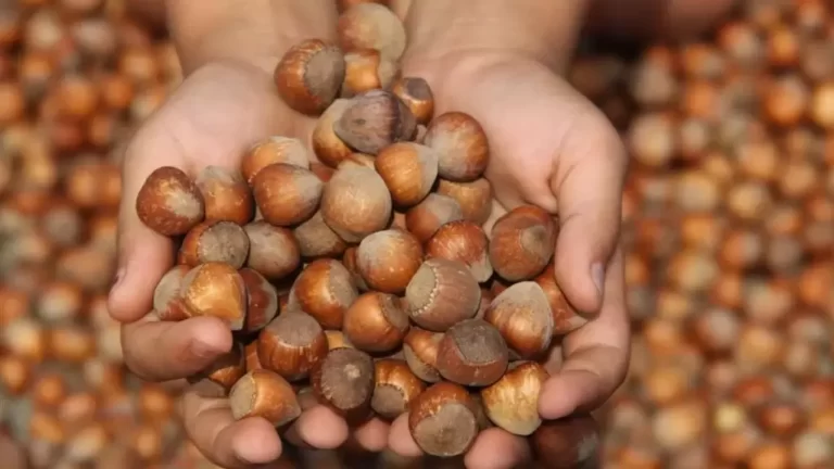 Fındık Tarım Takvimi