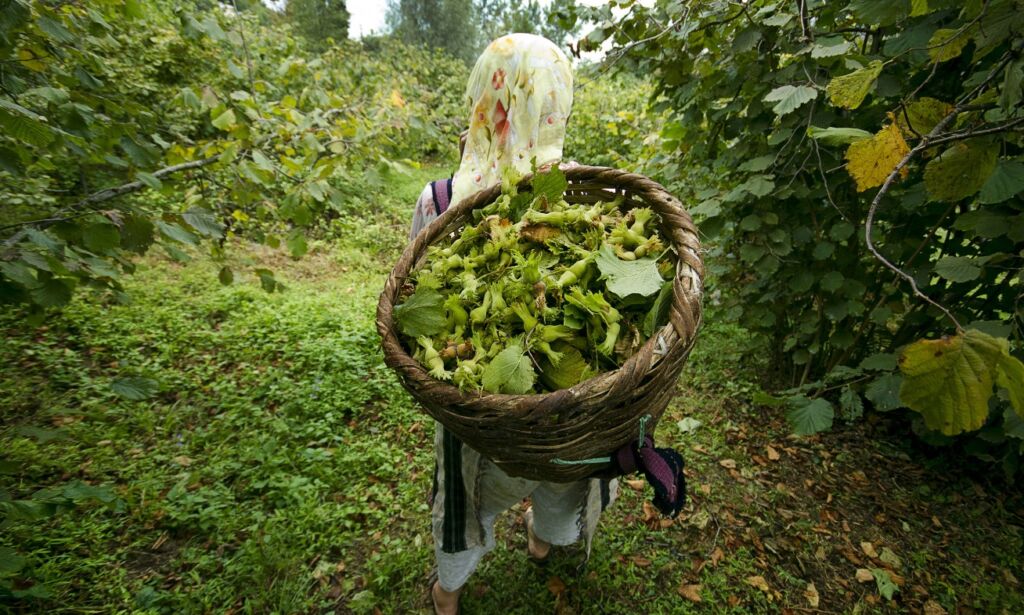 Çaykara Tarım İlçe Müdürlüğünün Fındık hasat tarihini açıkladı