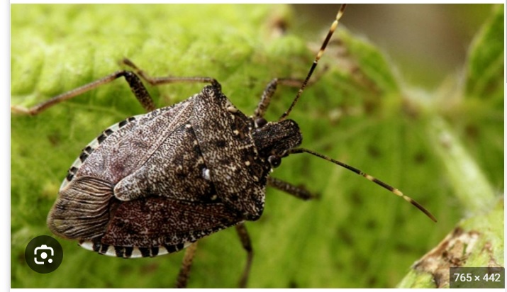 İstilacı Zararlı kahverengi Kokarca