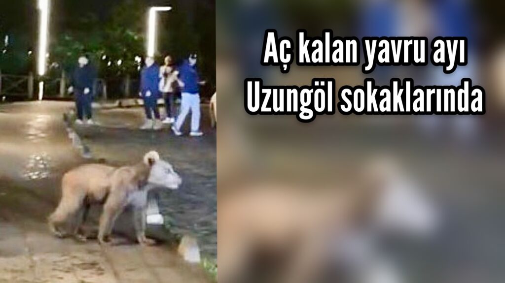 Uzungöl’e ayı indi!