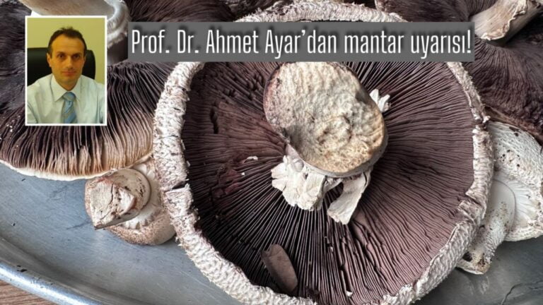 Prof. Dr. Ahmet Ayar yayla mantarları konusunda uyardı: Risk büyük!