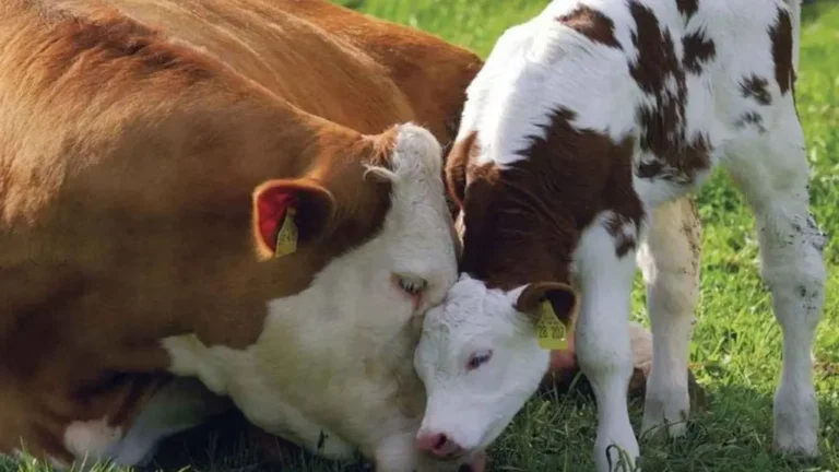 Hayvancılık bildirimleri ve buzağı destekleme başvuruları için uyarılar yapıldı
