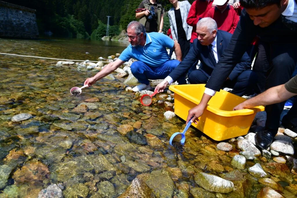 Uzungöl’de Dereye Yavru Alabalık Bırakıldı