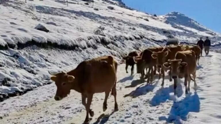 Değişen yayla kültürü ve unutulmaya yüz tutmuş yaylacılık