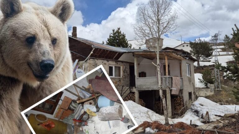 Ayılar yayla evlerini talan etti!