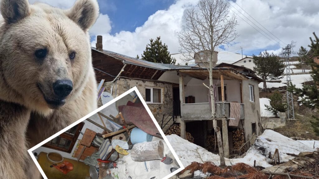 Ayılar yayla evlerini talan etti!