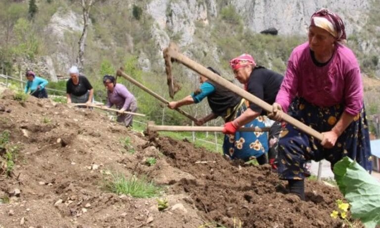 Karadeniz Kadının Mesaisi  Başladı