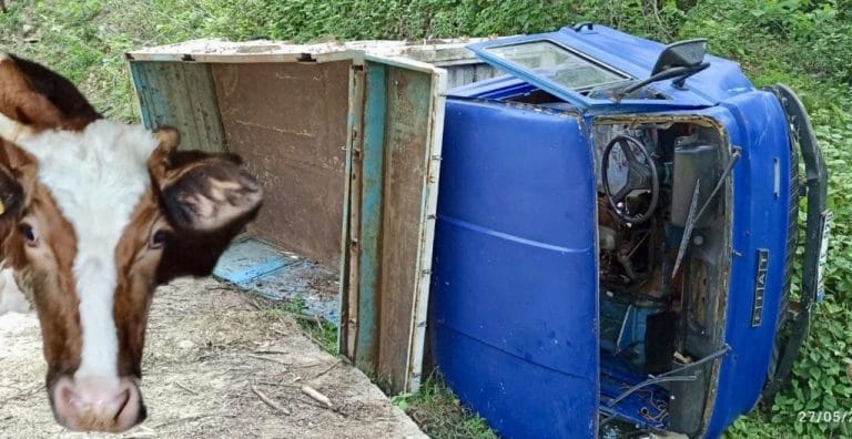 Kaza inekleri sattırıyor!