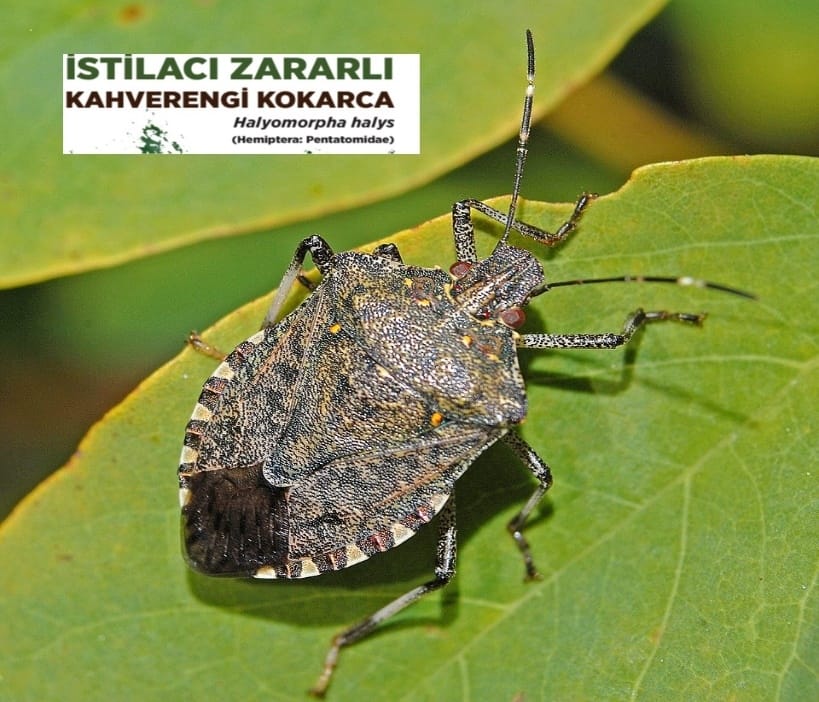 Kokarca ile mücadeleyi birlikte başaralım 1 Kokarca