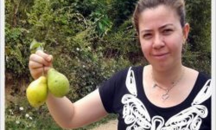 Çaykara’nın Armut Tipleri Doktoraya Konu Oldu